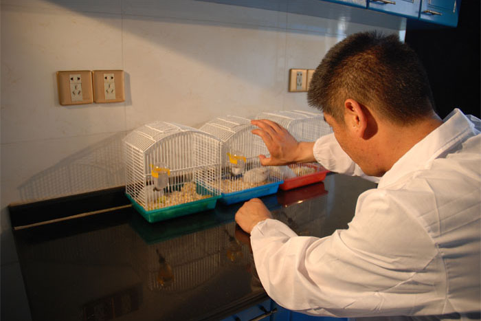 楊鳴澤在實(shí)驗(yàn)室觀察小鼠活動(dòng).jpg